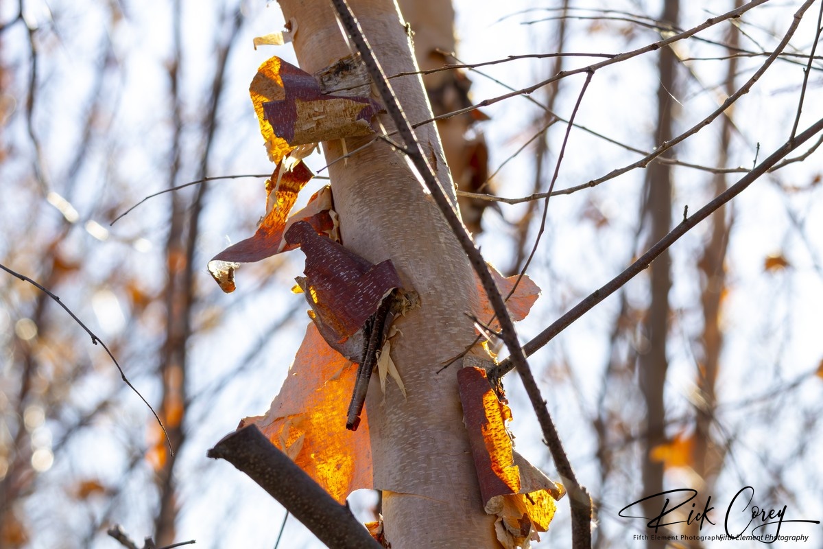 Birch Tree Glowing Orange