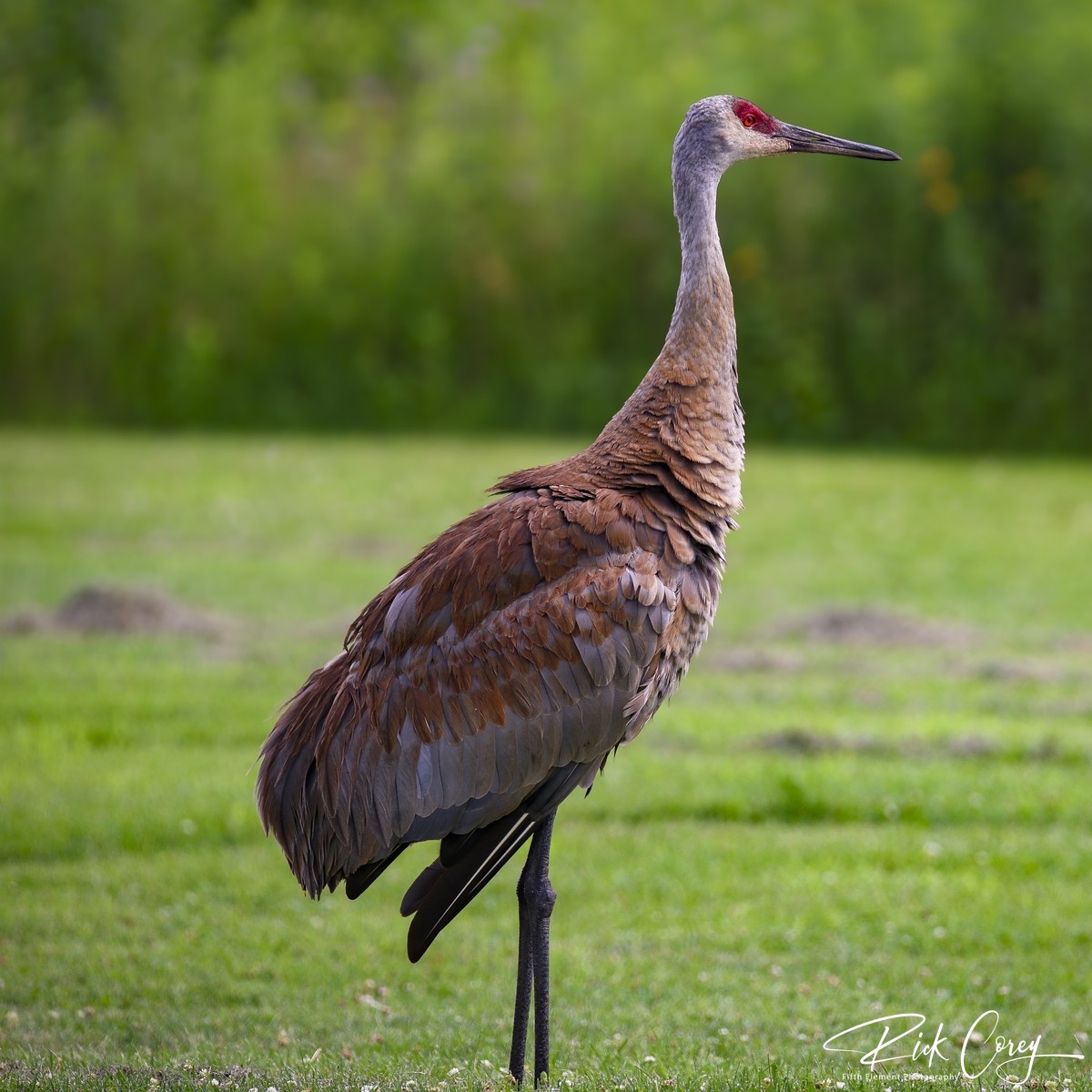 Crane Near UW Arboretum