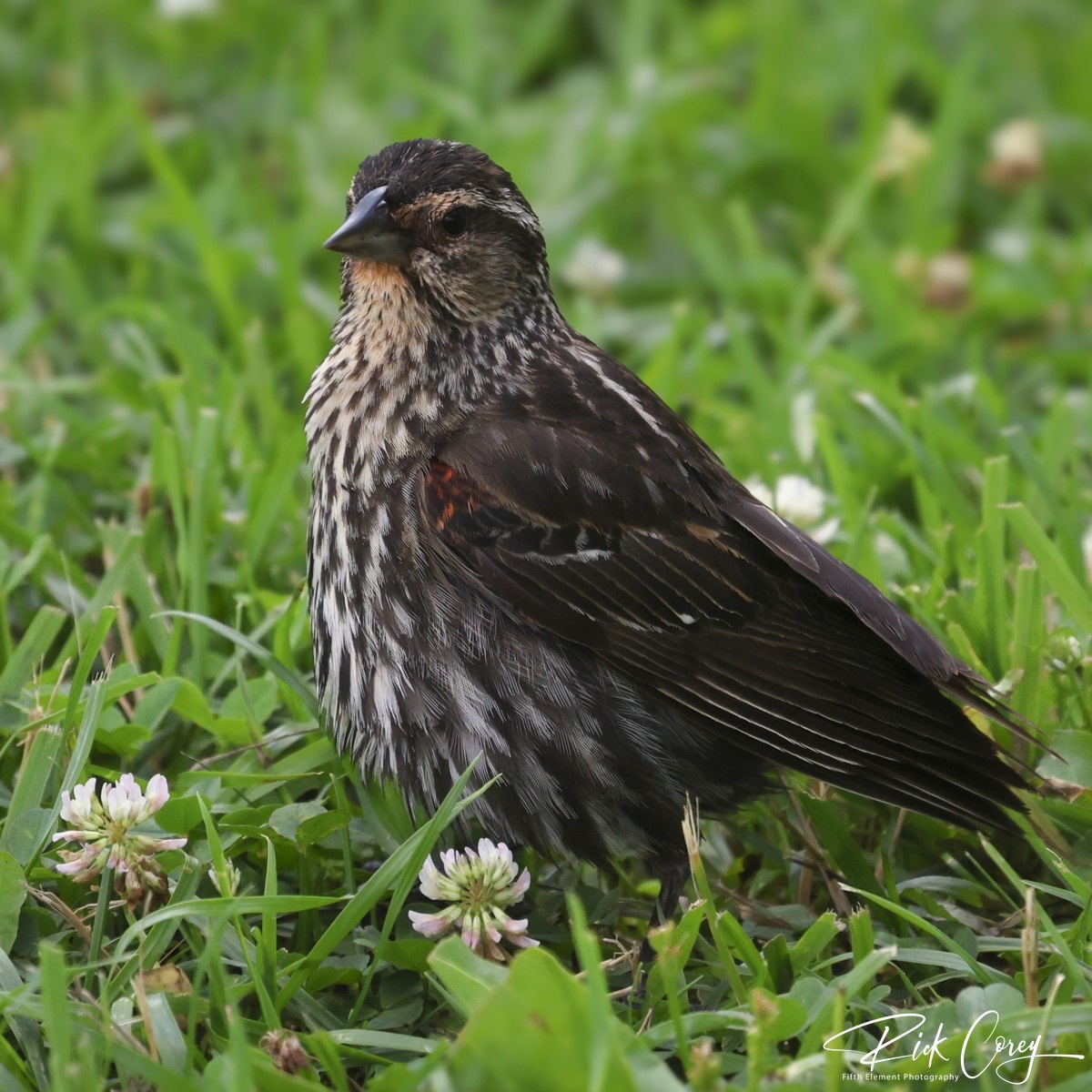Female Red Winged Blackbird