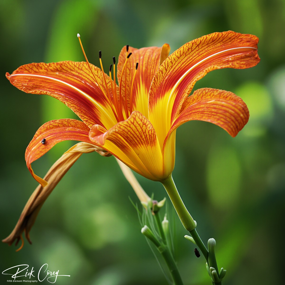 Tiger Lily in Bloom