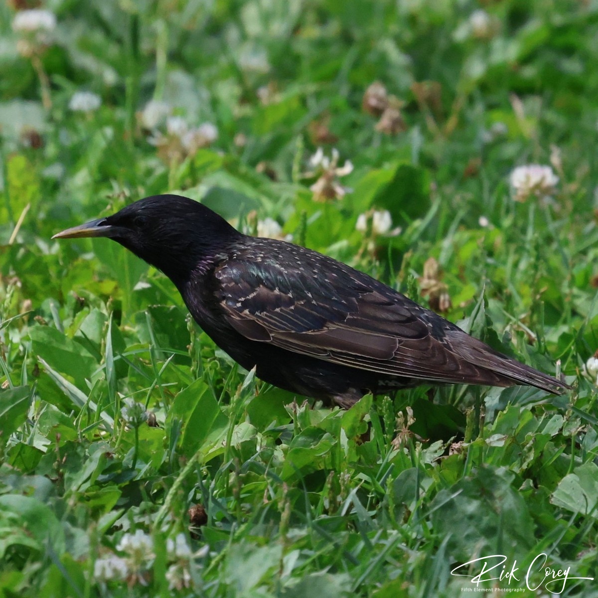Starling